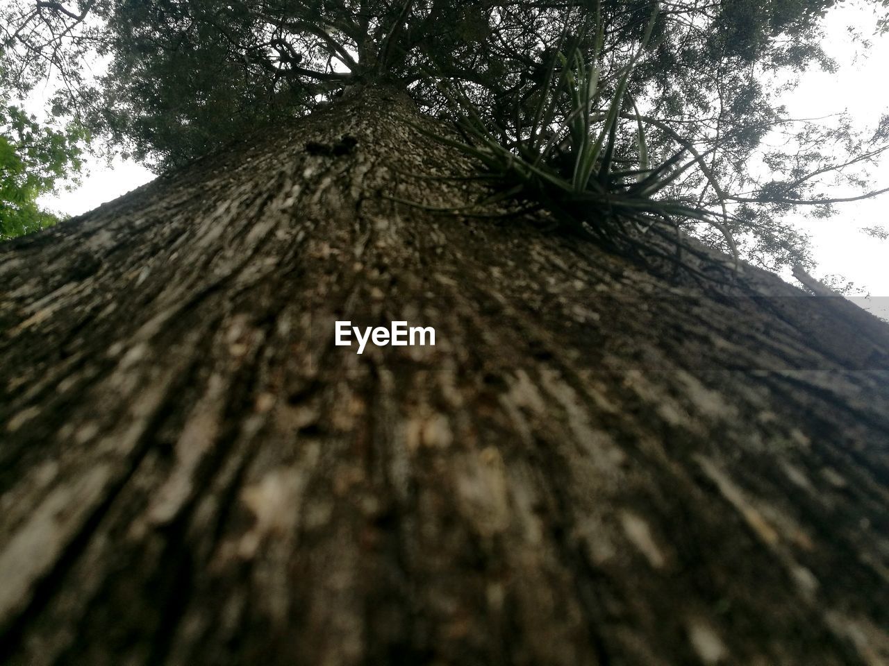 DIRECTLY BELOW SHOT OF TREE TRUNK