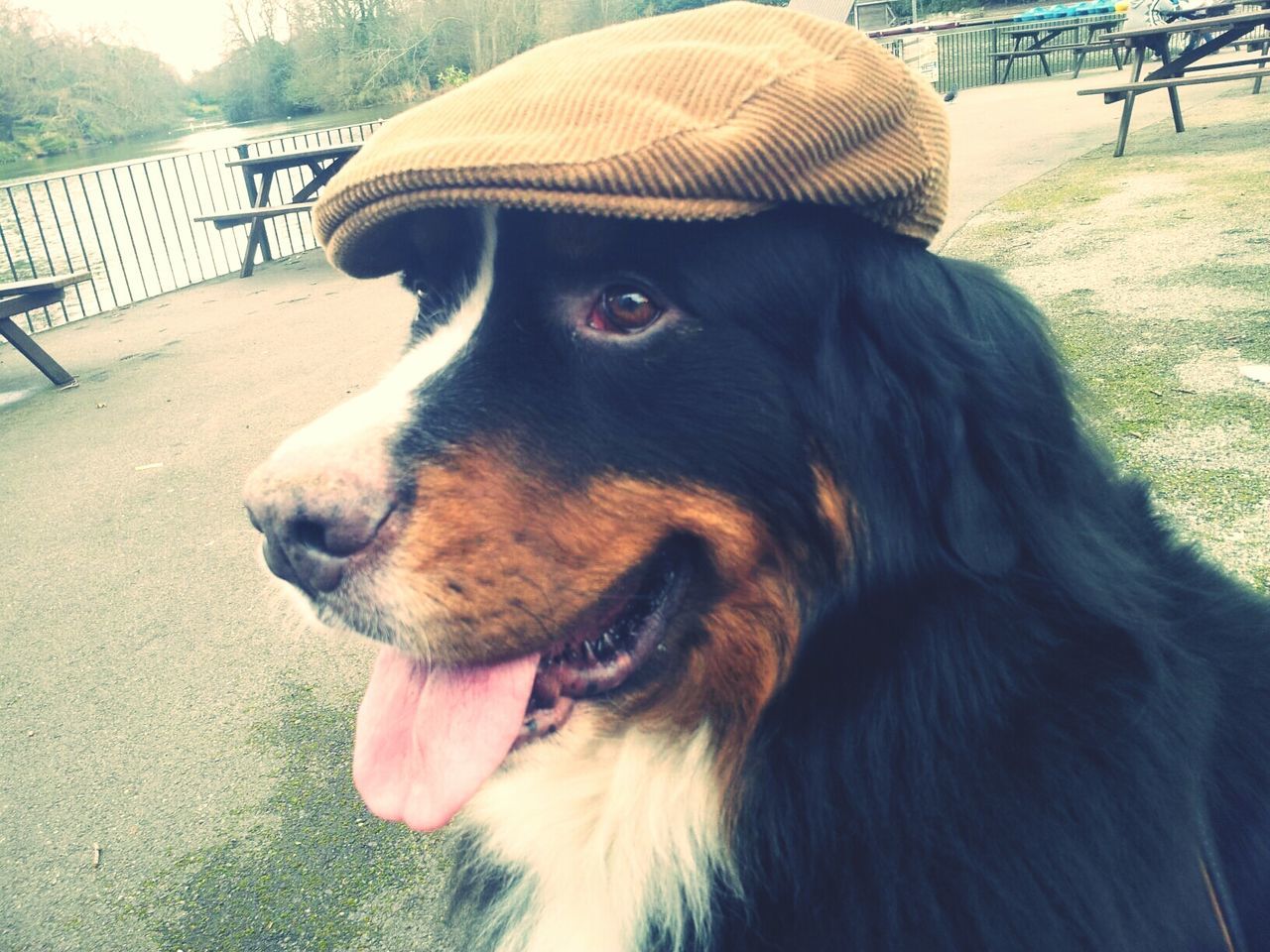 Close-up of a dog looking away