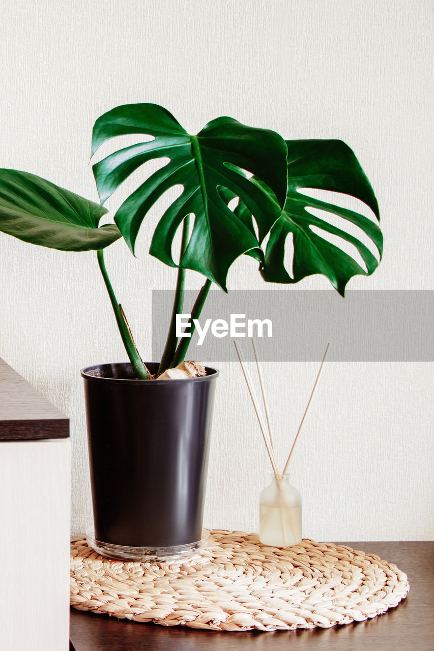 Stylish home decor. potted monstera houseplant and eco-friendly aroma diffuser. 