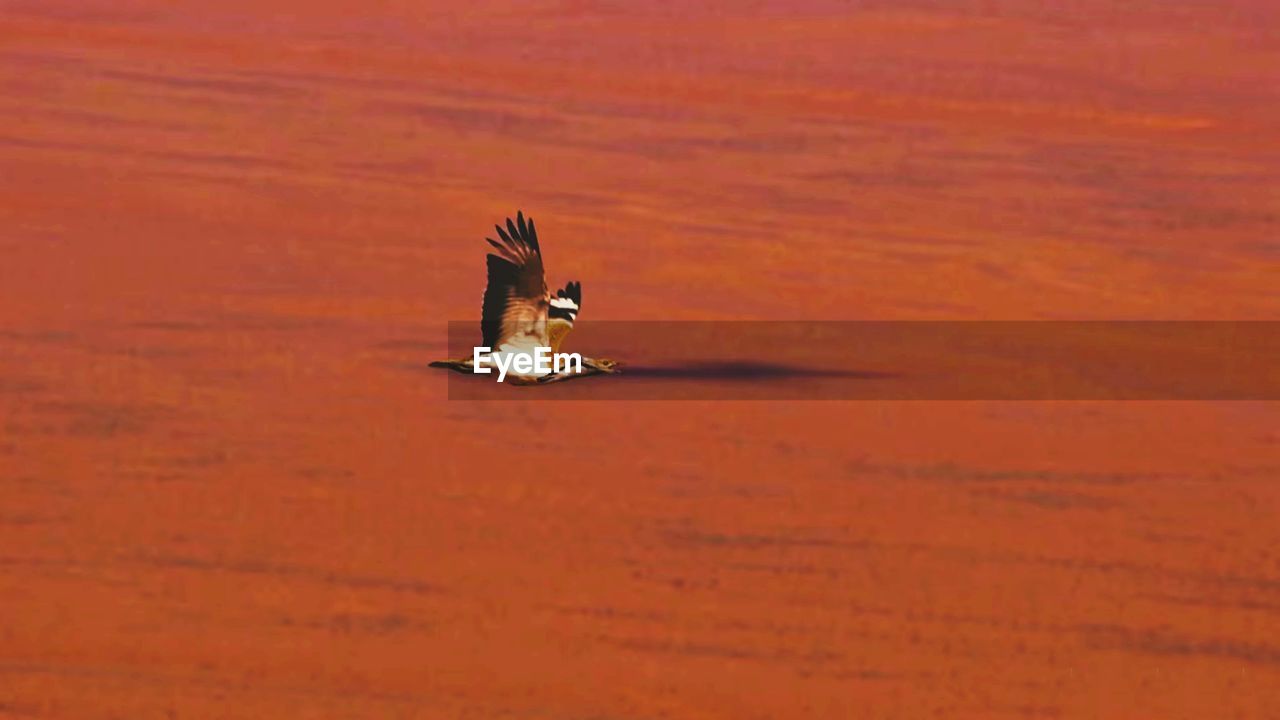 SIDE VIEW OF A BIRD ON A WOODEN SURFACE