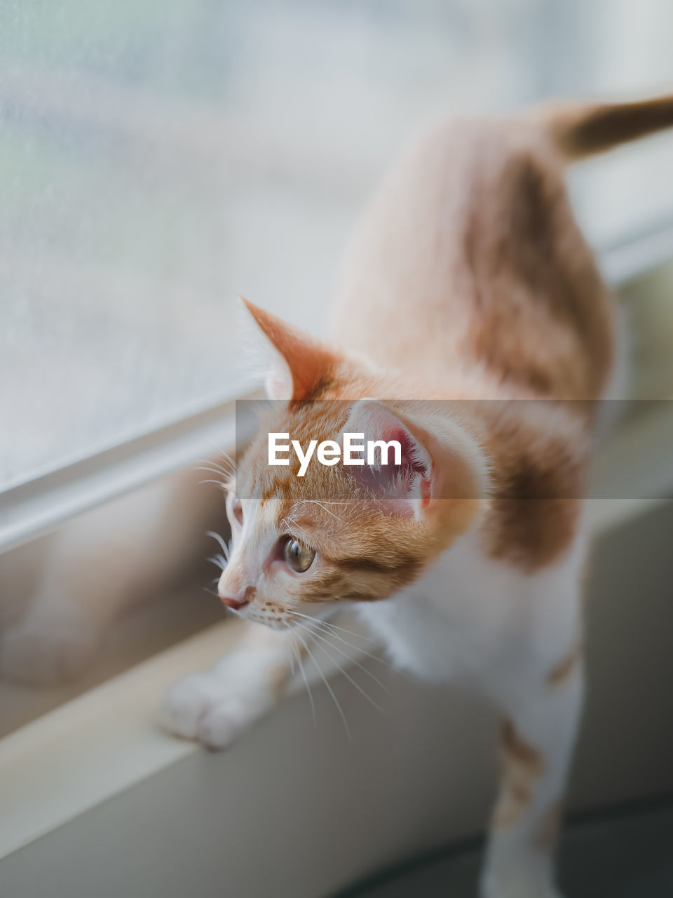 Close-up of cat looking away