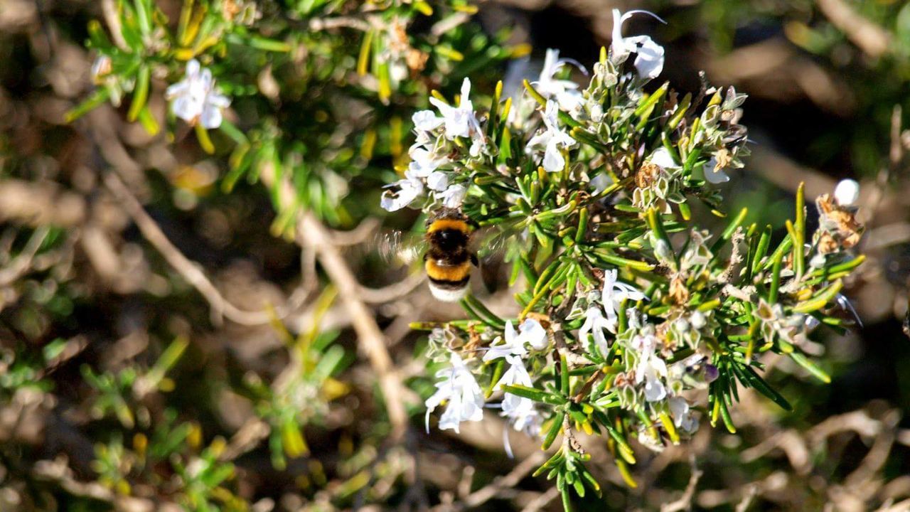 HONEY BEE ON PLANT