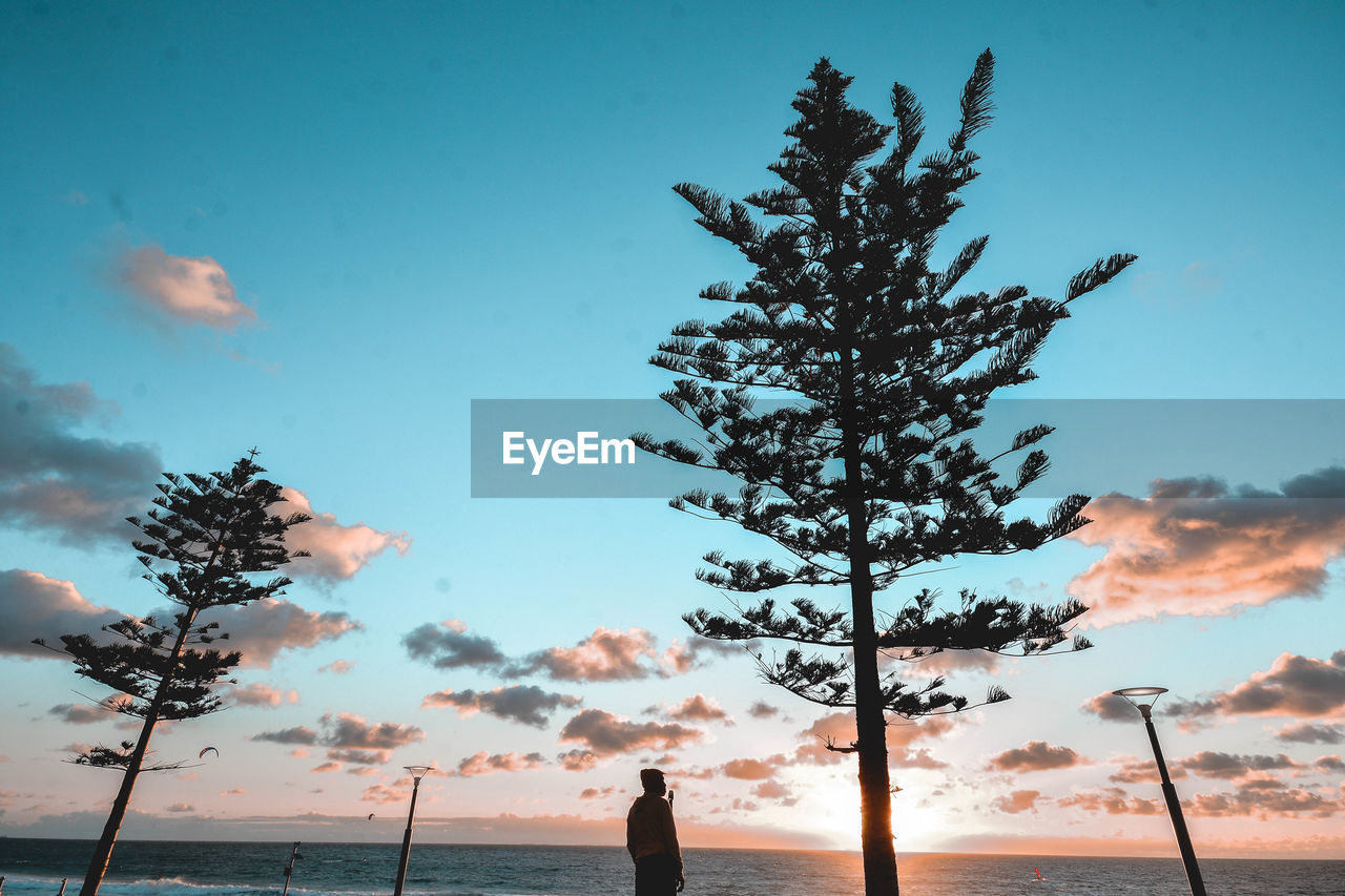 Silhouette tree by sea against sky during sunset