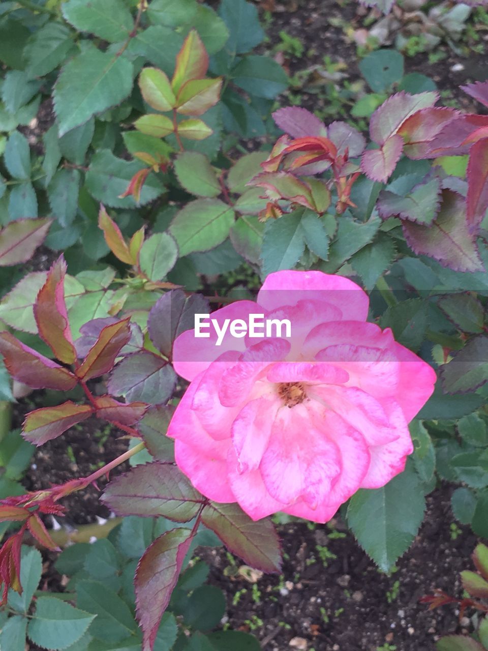 CLOSE-UP OF WET PINK FLOWER PLANTS