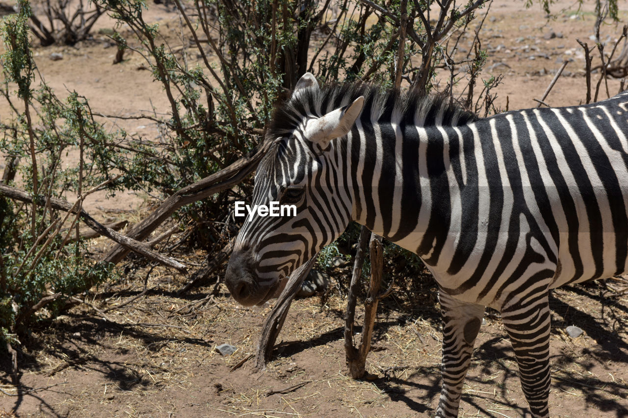 SIDE VIEW OF A ZEBRA CROSSING