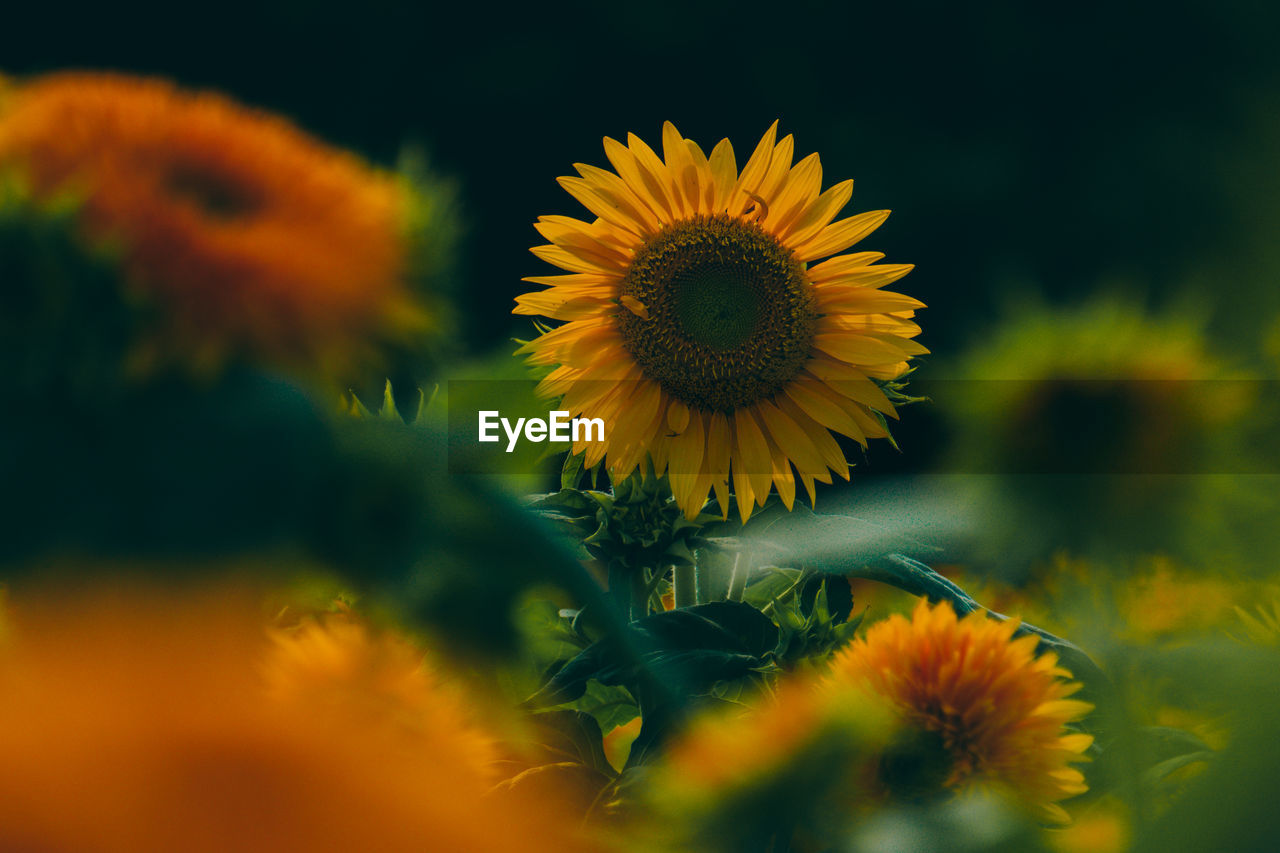 Close-up of sunflower on field