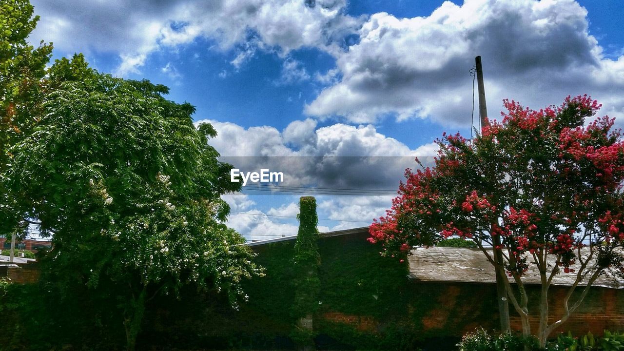 Low angle view of building amidst trees against sky