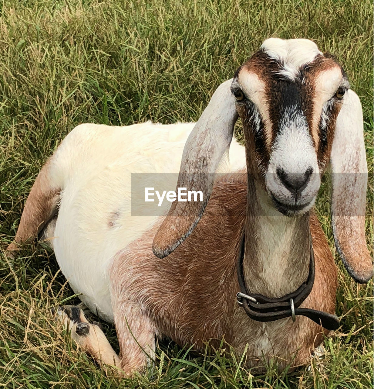 VIEW OF A GOAT ON FIELD