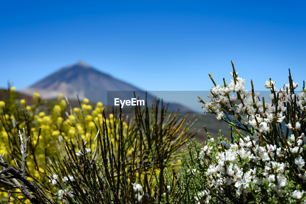 CLOSE-UP OF FLOWERING PLANT AGAINST SKY