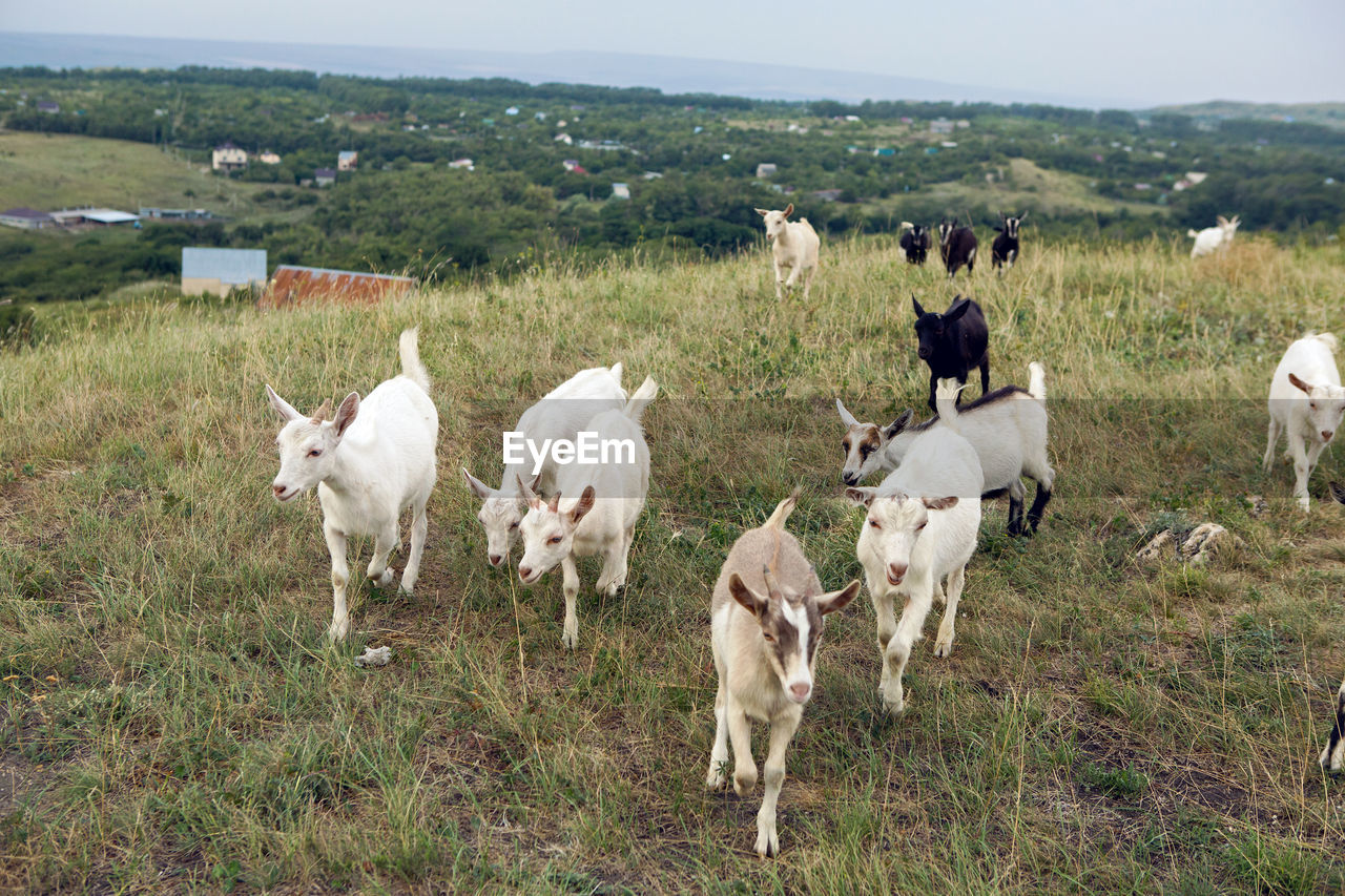 Little goats walk in the meadow on the mountain in summer