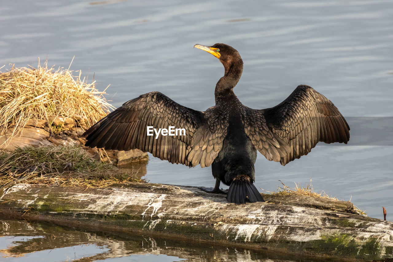 Double crested cormorant drying its wings
