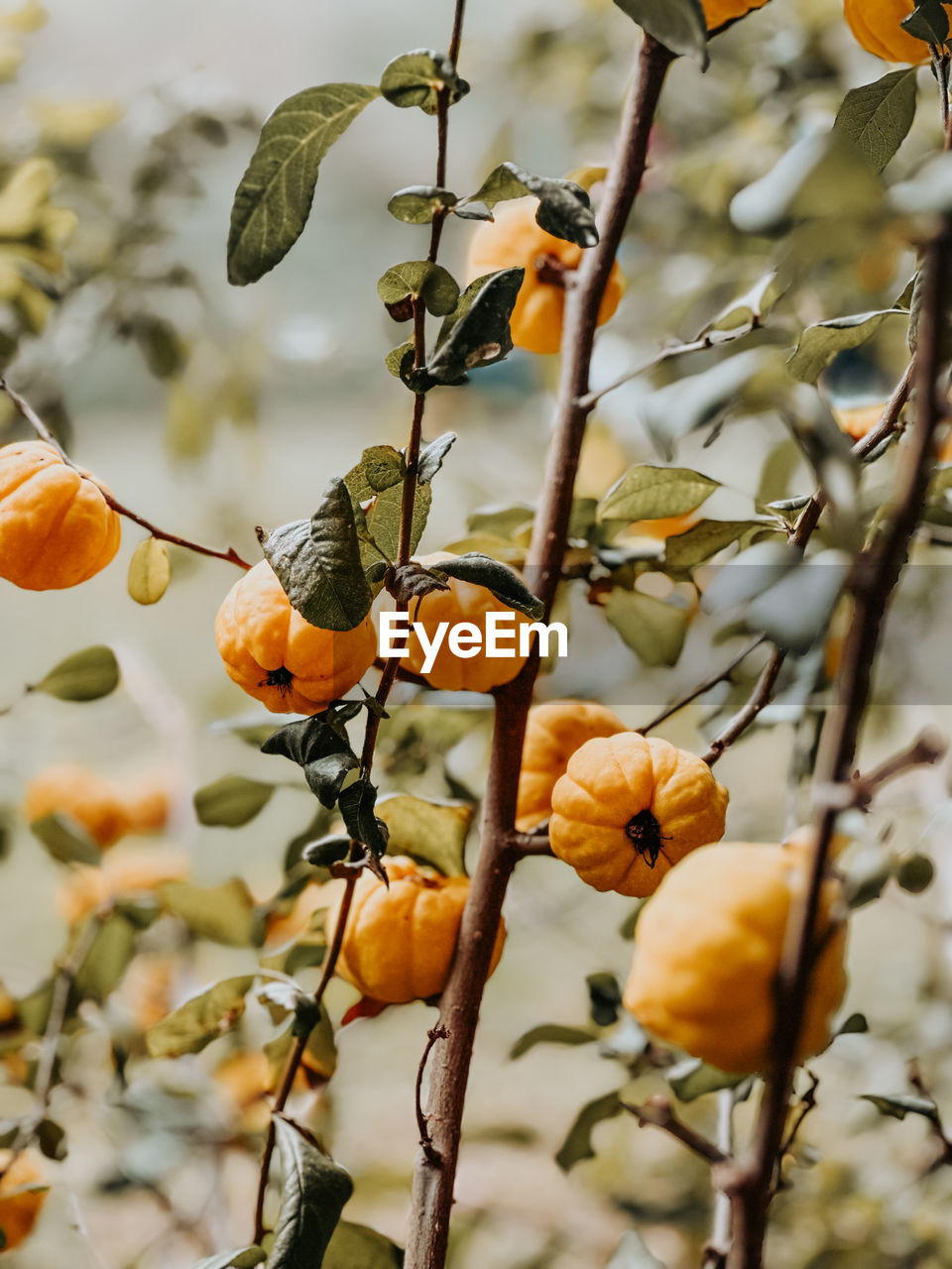 nature, yellow, plant, branch, flower, tree, autumn, leaf, food, growth, food and drink, fruit, no people, healthy eating, sunlight, plant part, focus on foreground, produce, freshness, blossom, beauty in nature, spring, macro photography, close-up, day, outdoors, persimmon, agriculture, orange color, fruit tree, twig