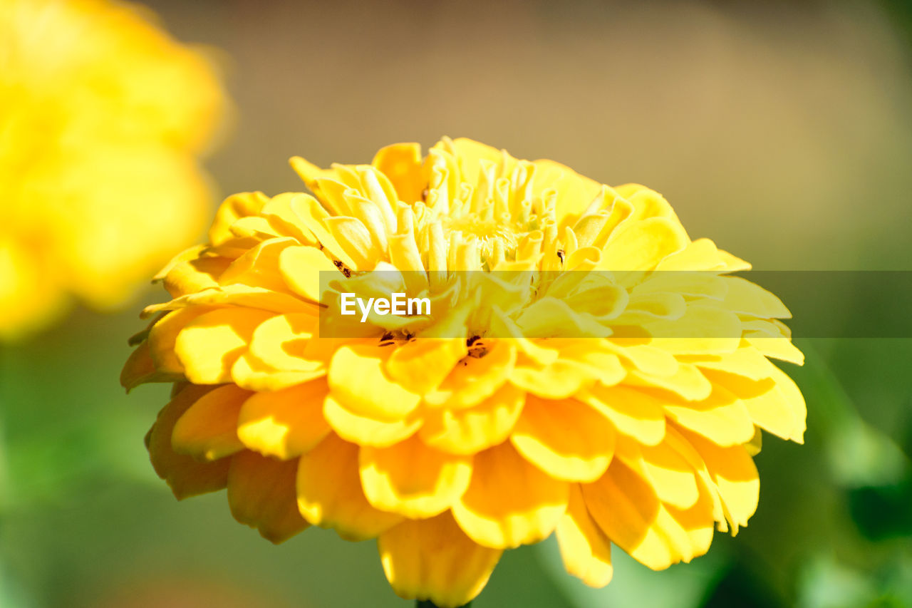 Close-up of yellow flowers blooming outdoors