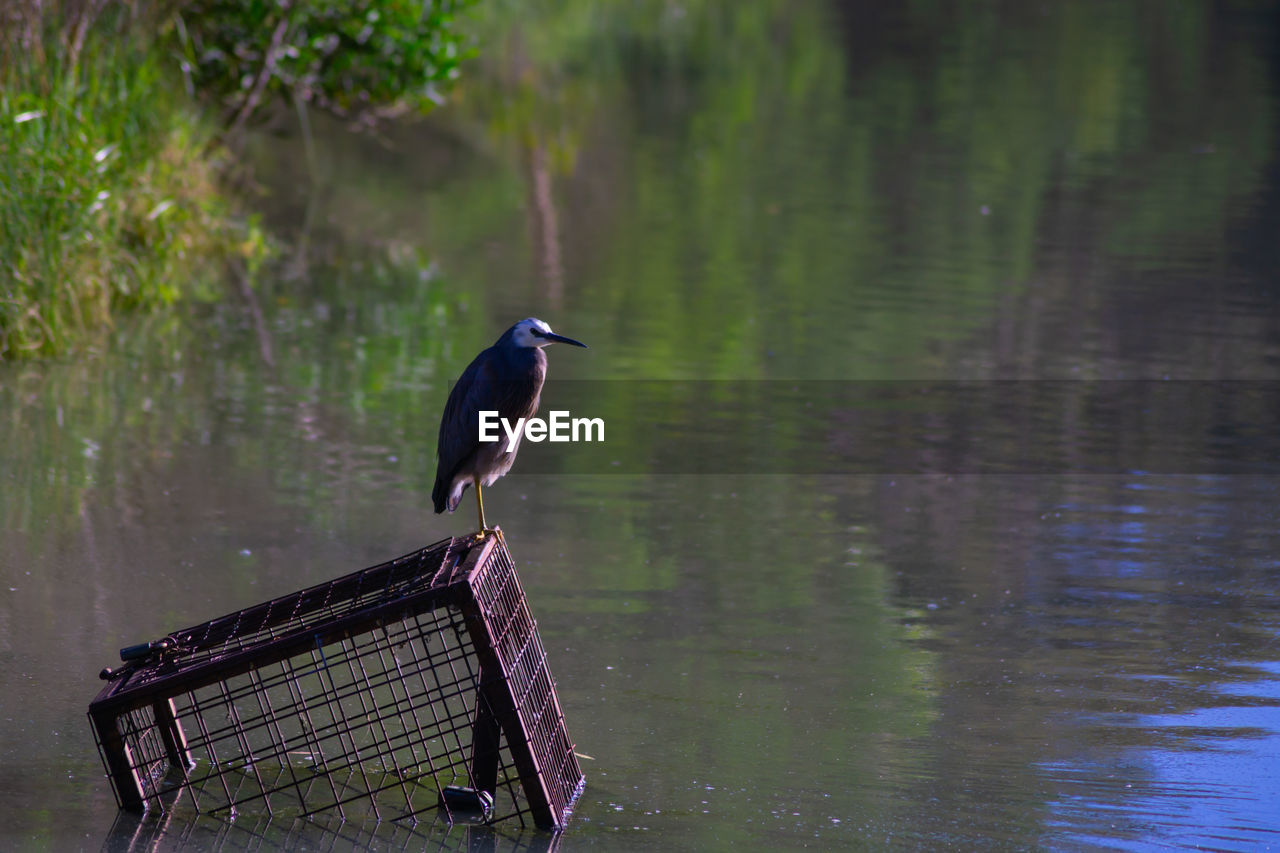 BIRD PERCHING IN A LAKE