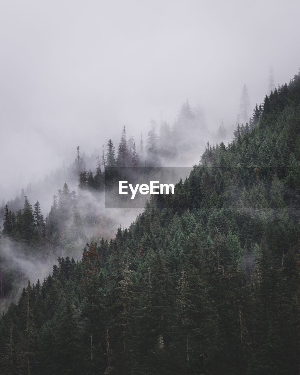 Trees in forest during foggy weather