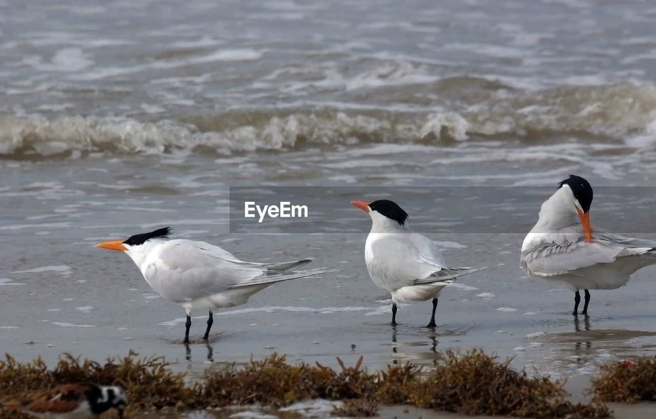 BIRDS PERCHING ON A BEACH