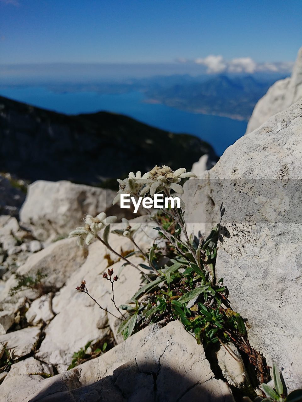 Plants growing on rock against sky