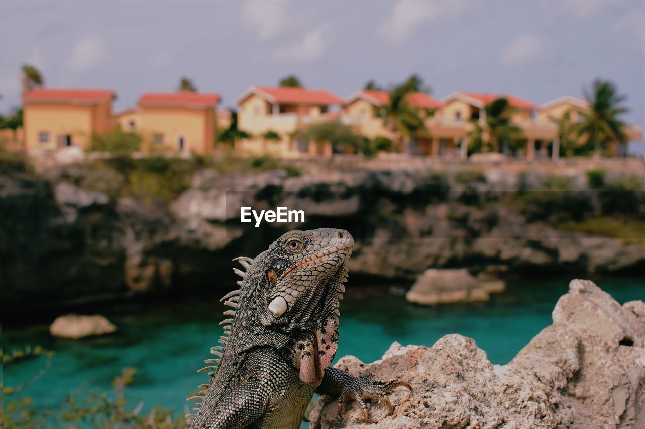 Close-up of lizard on rock