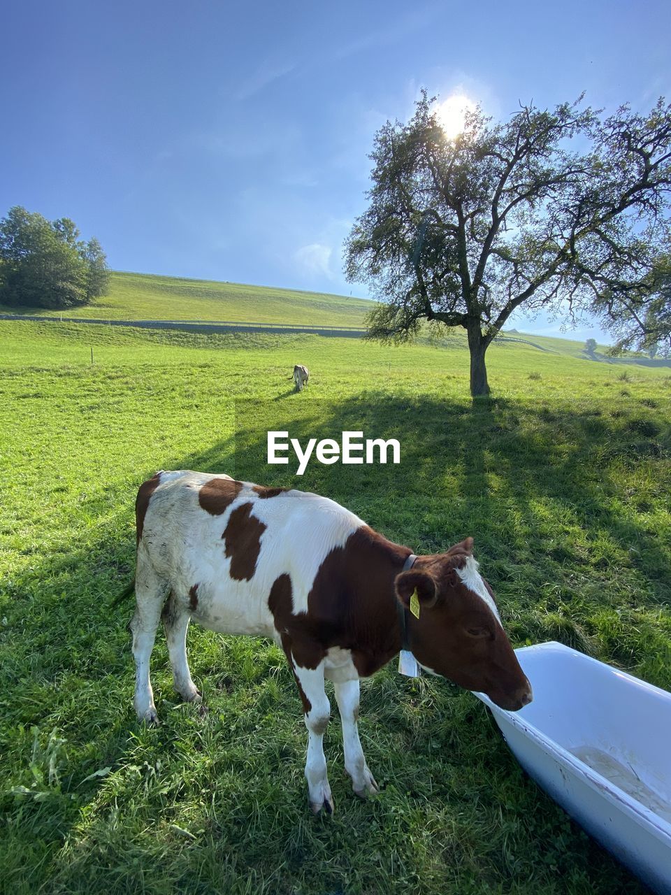 COWS ON FIELD