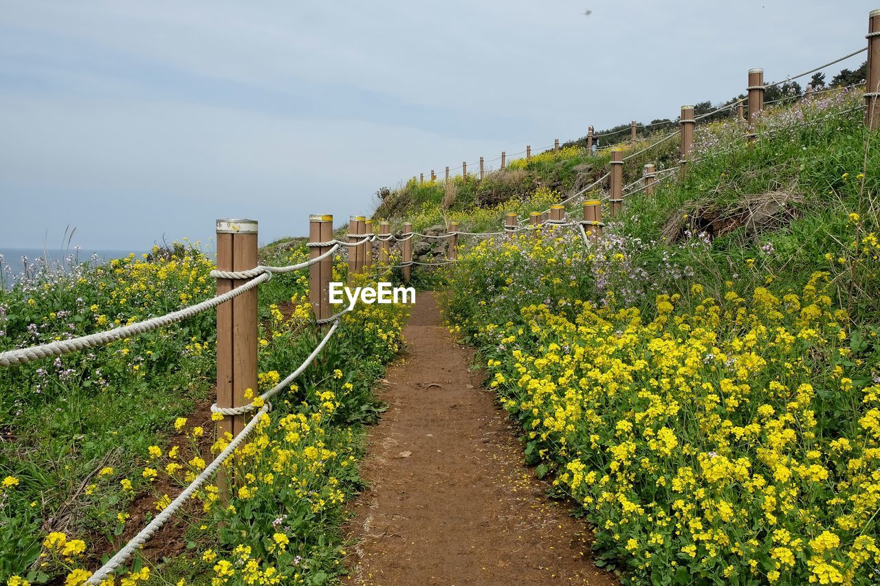 Footpath along a meadow