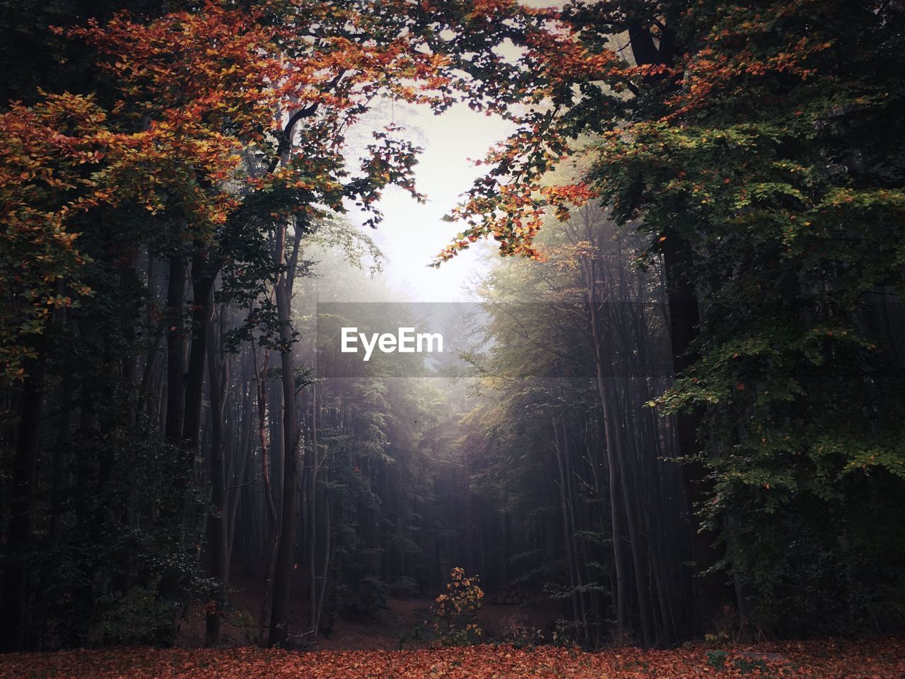 Sunlight streaming through trees in forest during autumn