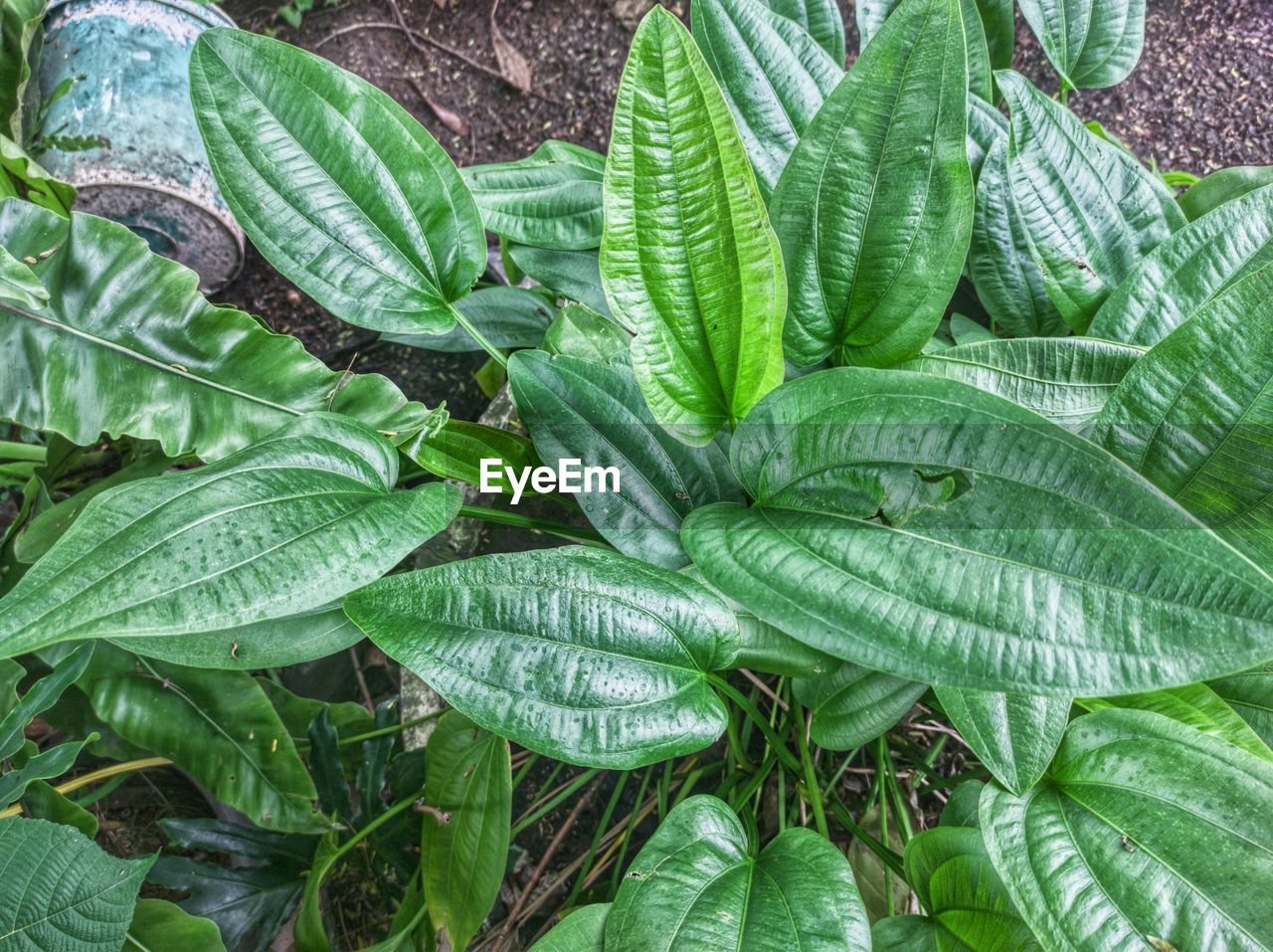 Full frame shot of leaves