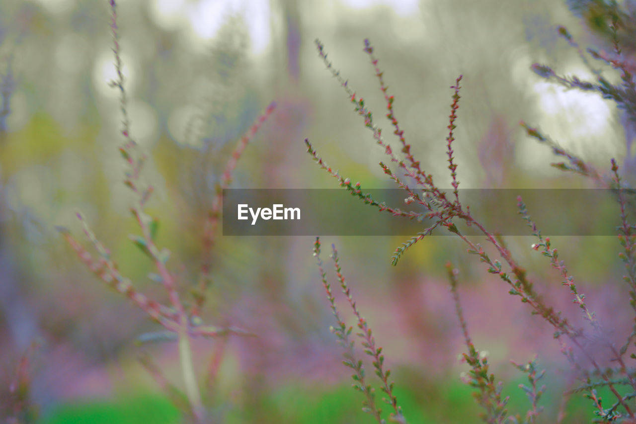 Close-up of stems against blurred background