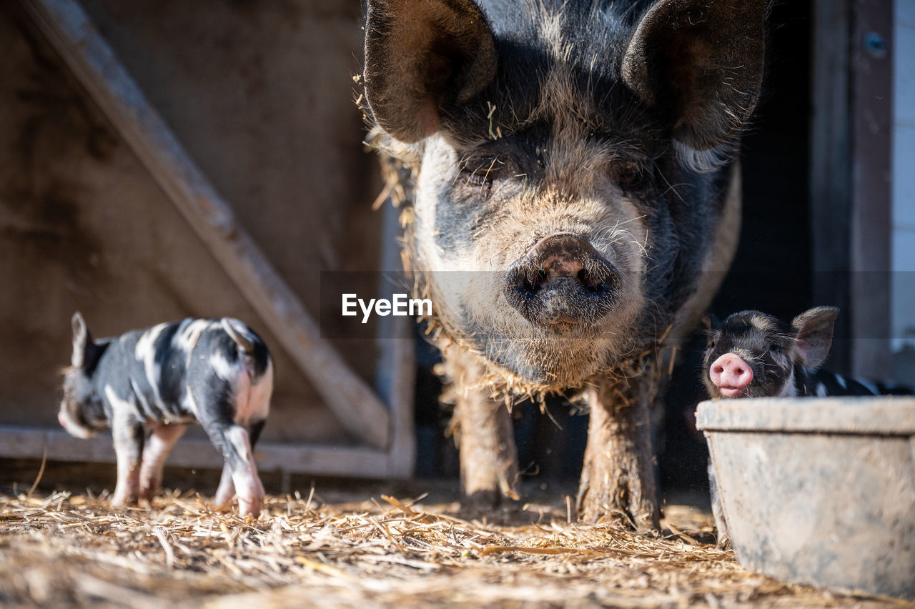 Brown, black and white piglets playing