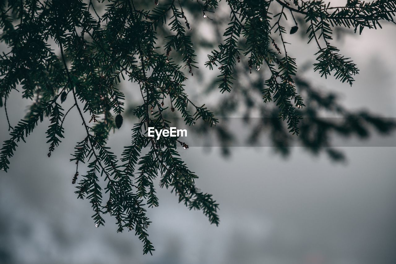 Low angle view of leaves of tree 