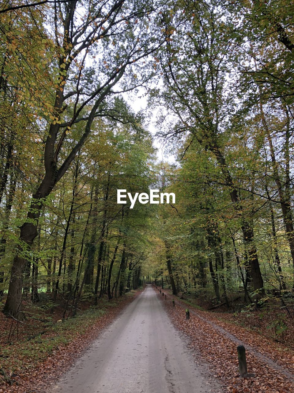 Empty road amidst trees in forest