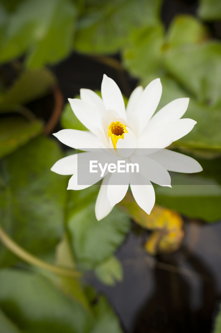 CLOSE-UP OF FLOWER BLOOMING