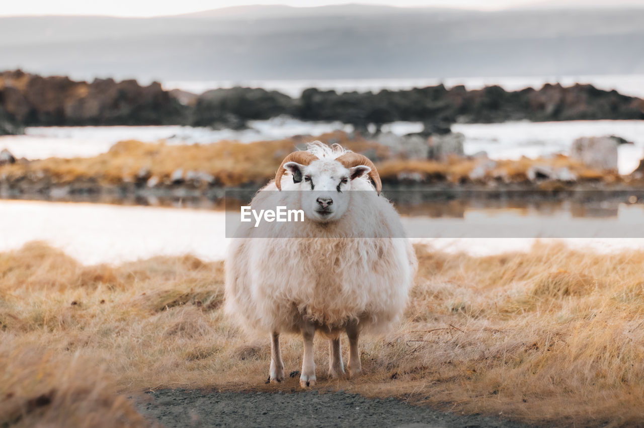 Sheep standing on field