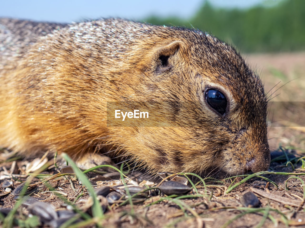 animal, animal themes, animal wildlife, one animal, wildlife, mammal, whiskers, rodent, close-up, no people, nature, day, outdoors, portrait, animal body part, brown, grass, cute, eating