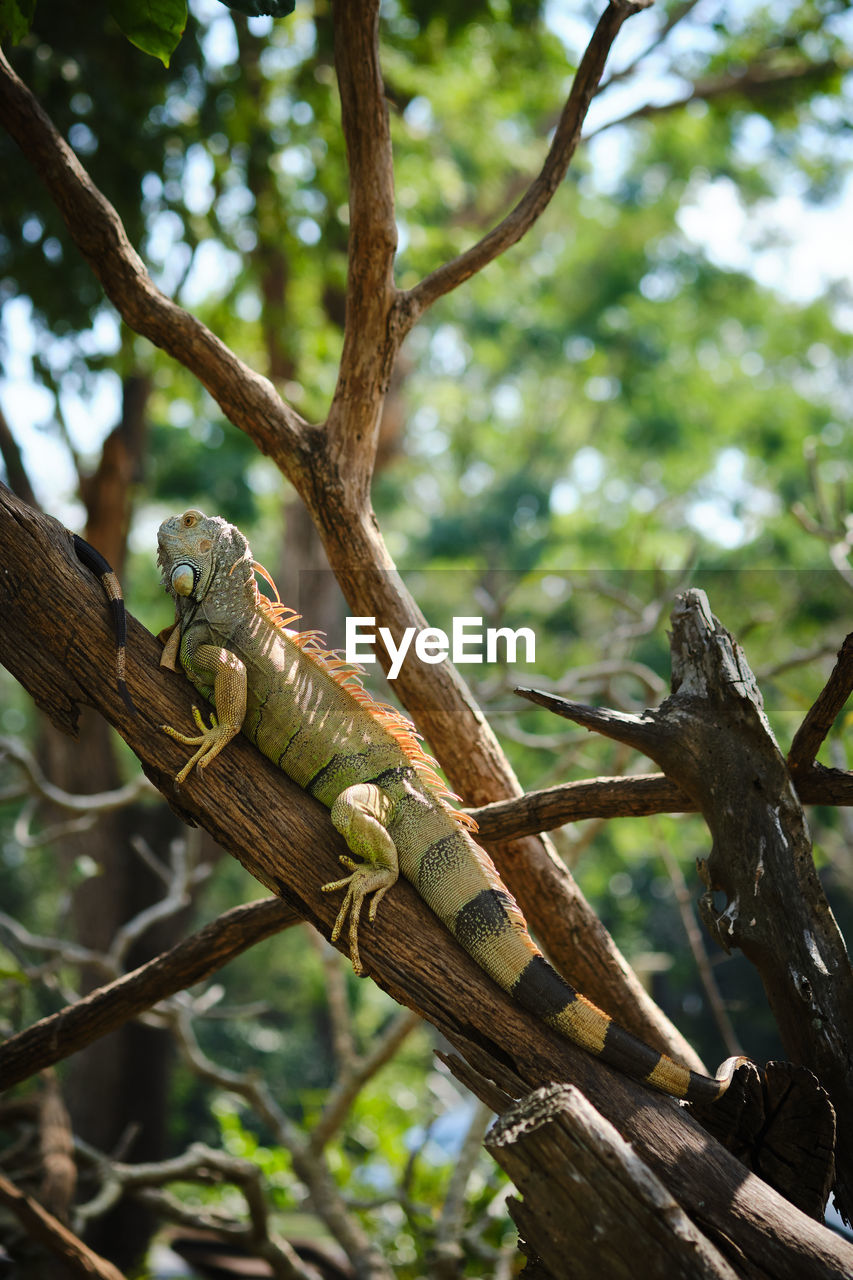 CLOSE-UP OF LIZARD ON TREE TRUNK