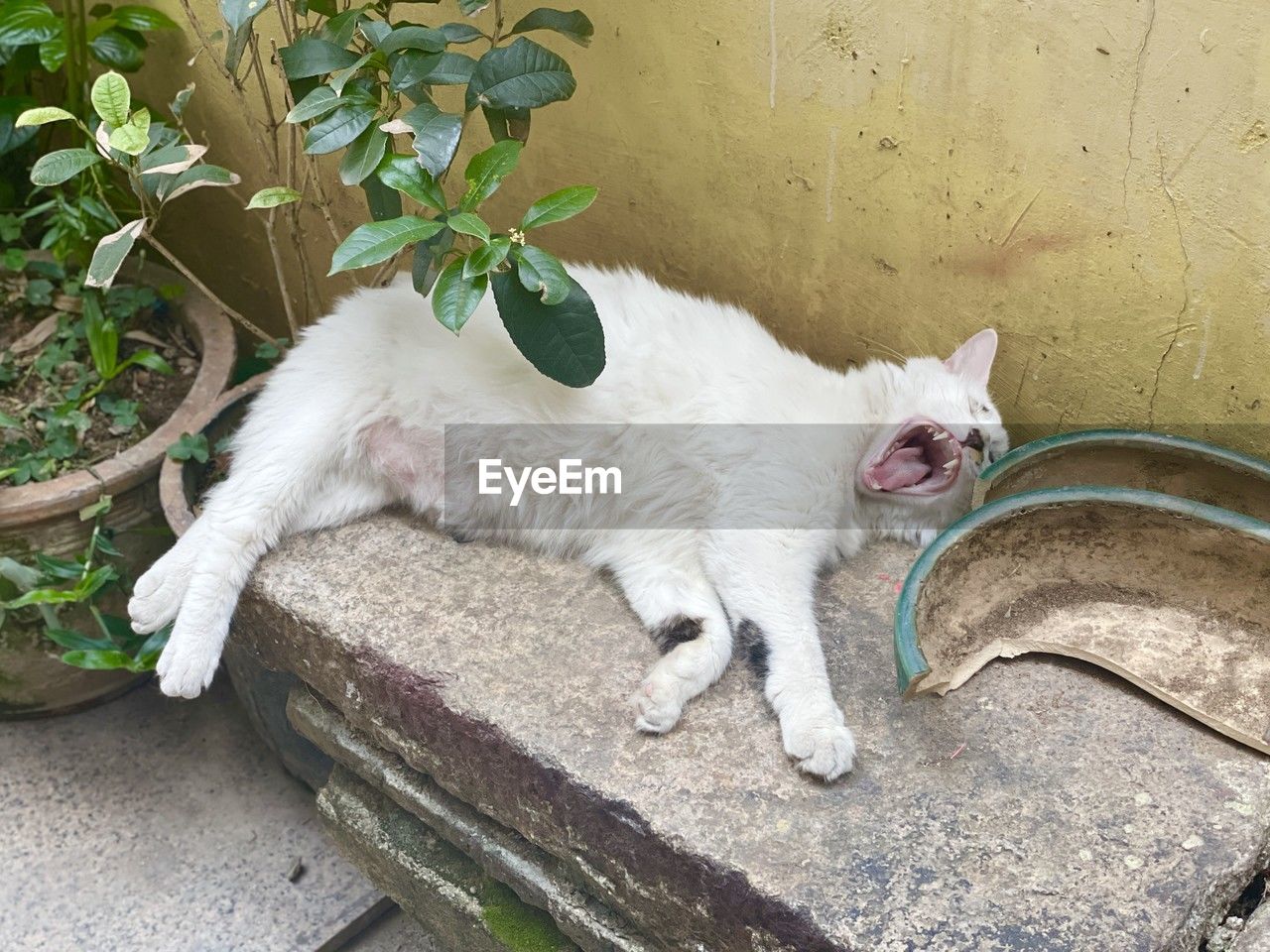 animal, animal themes, cat, mammal, one animal, domestic animals, pet, domestic cat, feline, small to medium-sized cats, felidae, no people, relaxation, plant, nature, high angle view, kitten, day, potted plant, white, lying down, front or back yard, outdoors