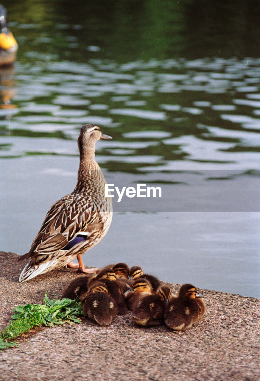 Female duck and ducklings at the side of water.