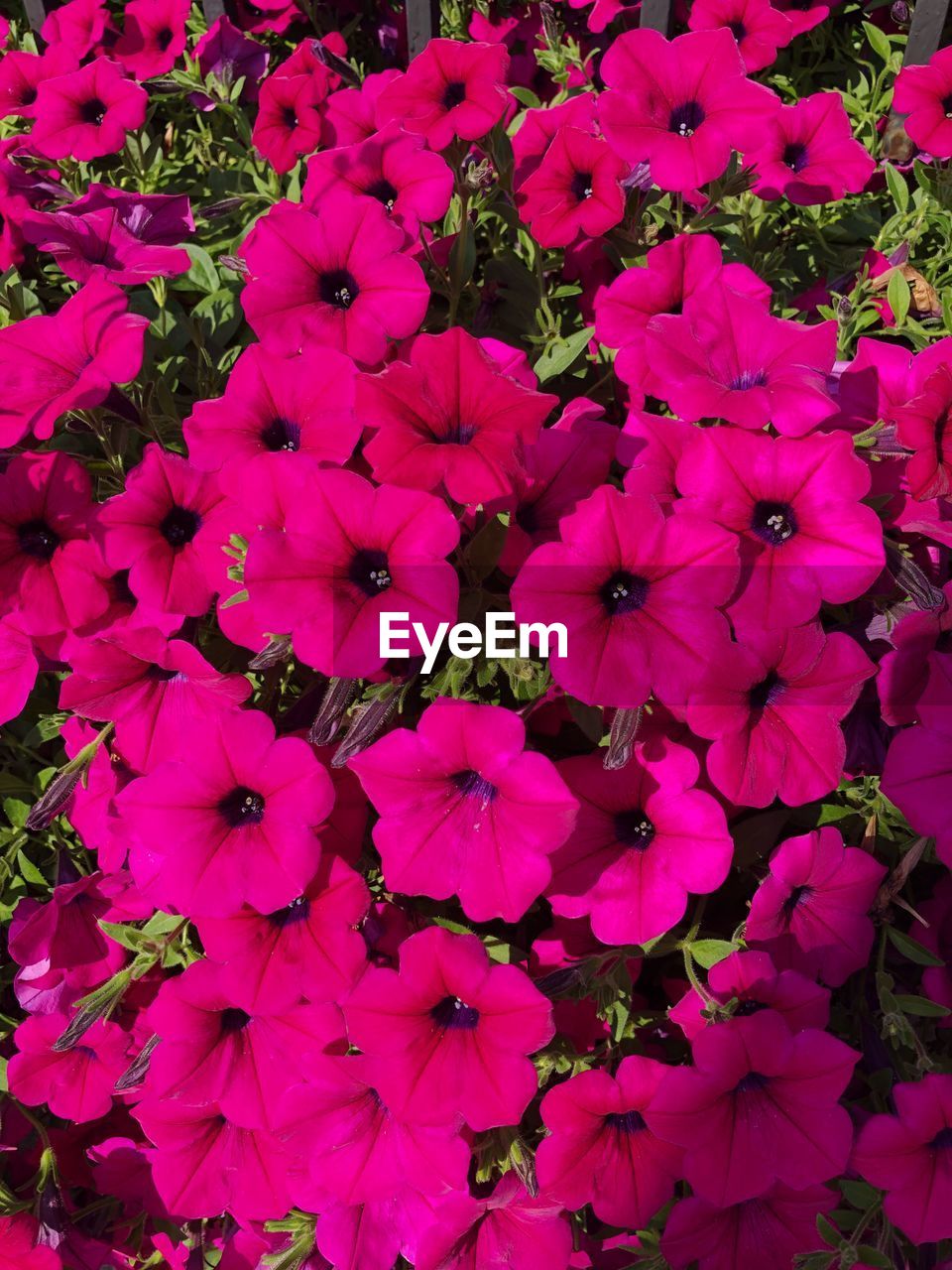 HIGH ANGLE VIEW OF PINK FLOWERING PLANT IN BLOOM