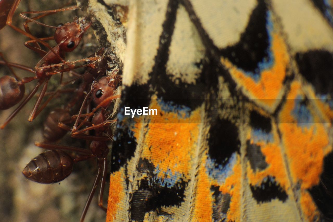 Close-up of fire ants feeding dead butterfly