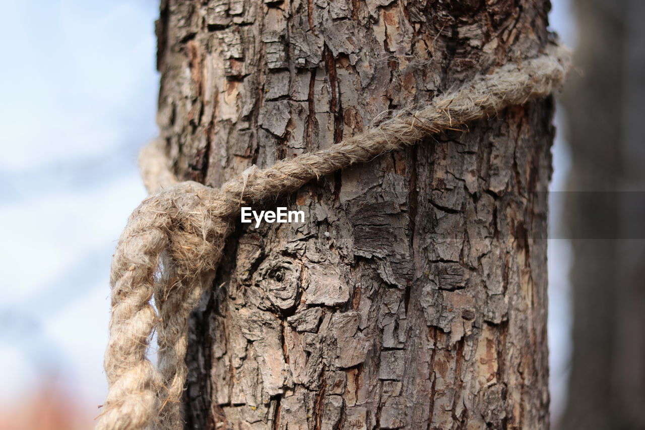 LOW ANGLE VIEW OF TREE TRUNK