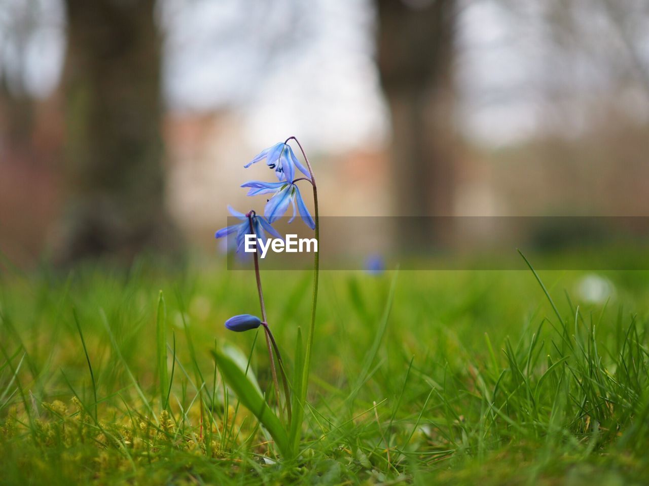 Close-up of purple flowers on grassy field