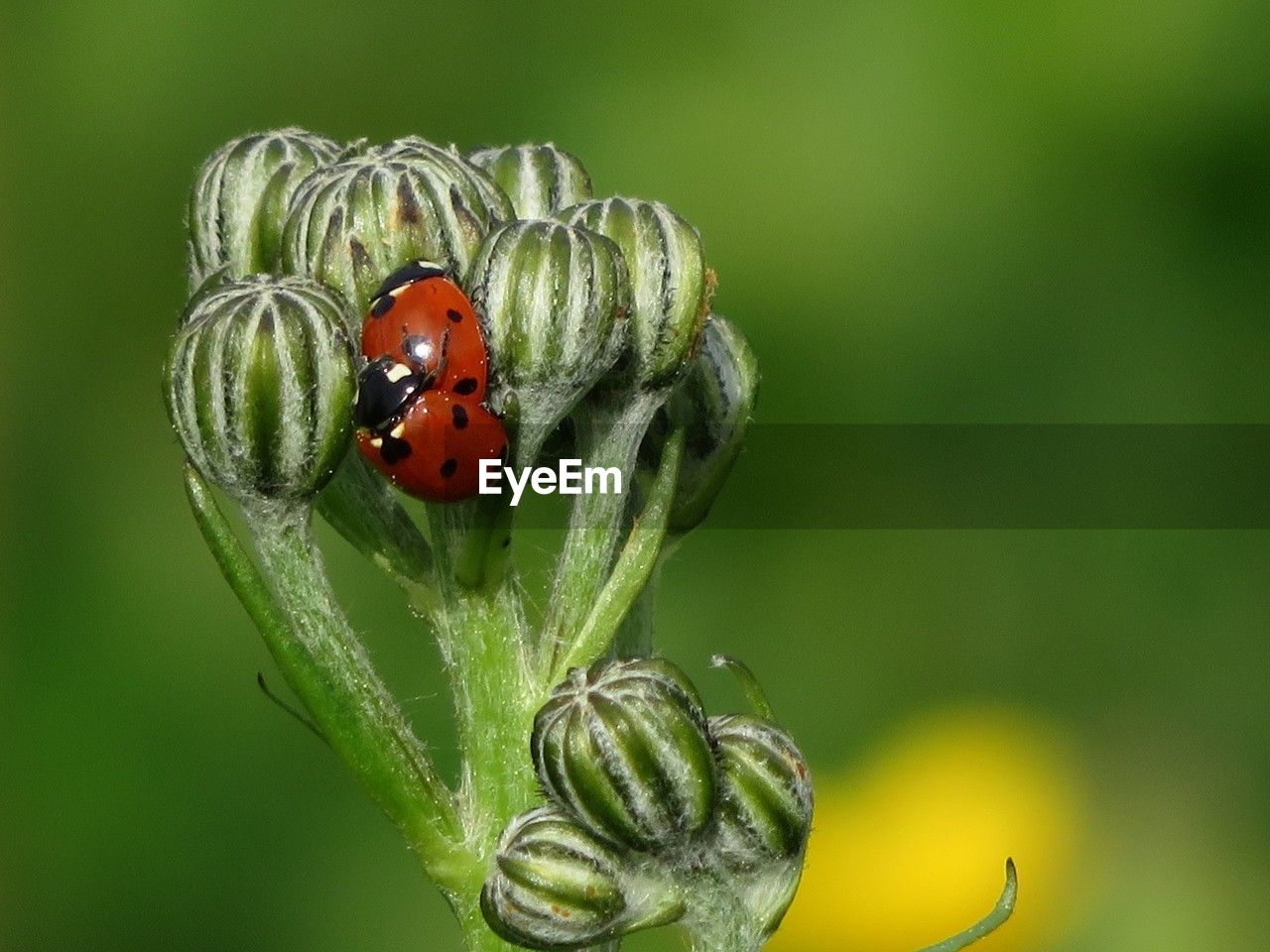 animal, animal themes, insect, ladybug, animal wildlife, beetle, wildlife, green, close-up, macro photography, nature, plant, one animal, no people, focus on foreground, beauty in nature, flower, outdoors, macro, day, spotted, plant part, plant stem, leaf, red