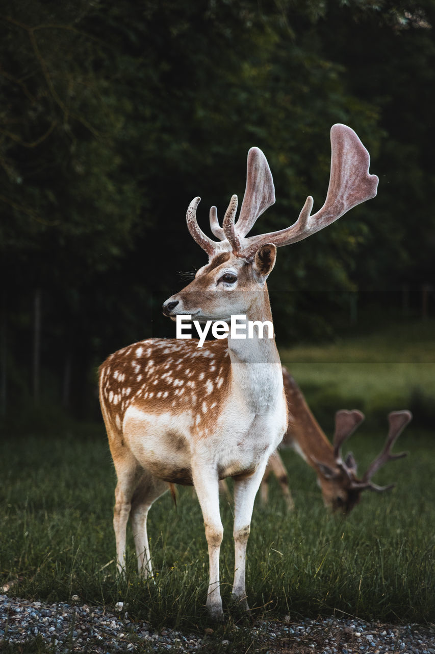 Deer standing in a field