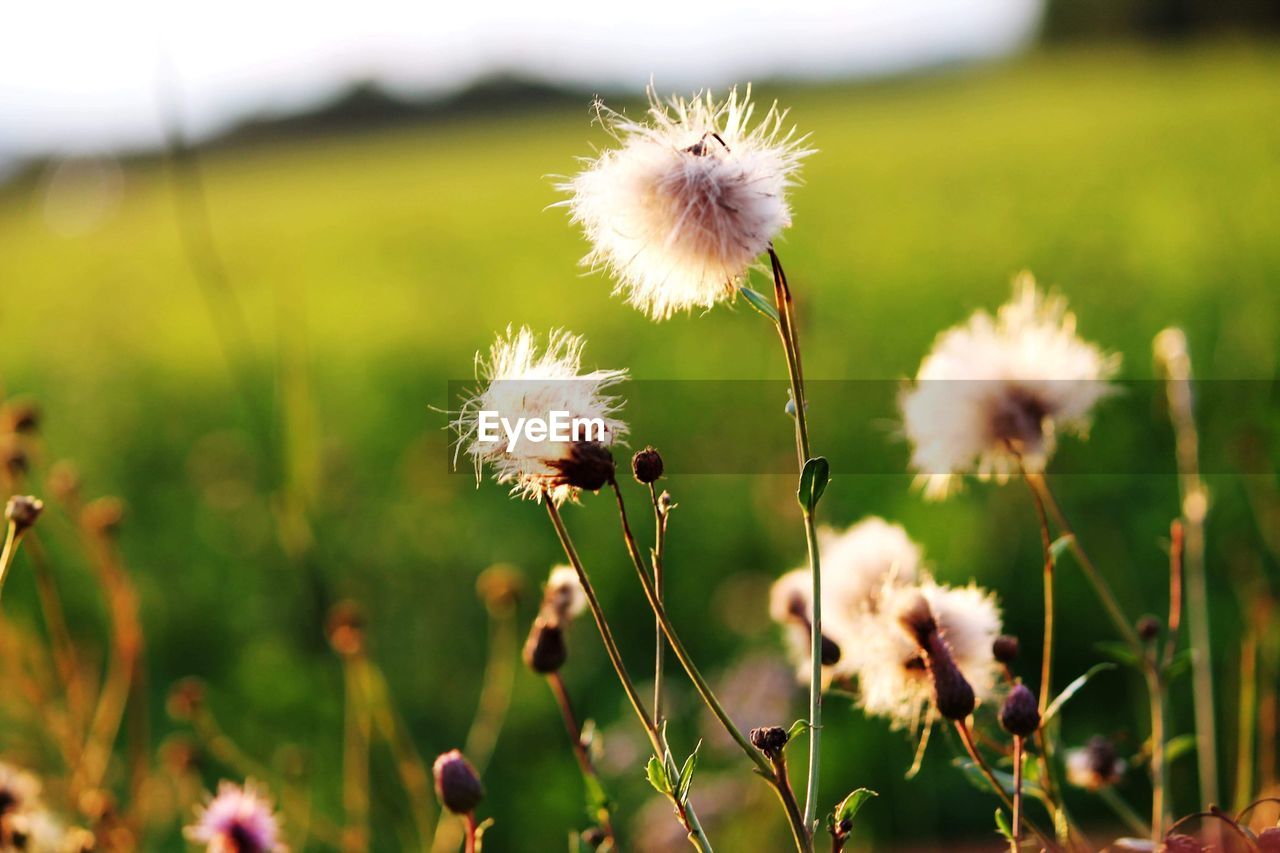 CLOSE-UP OF DANDELION ON FIELD