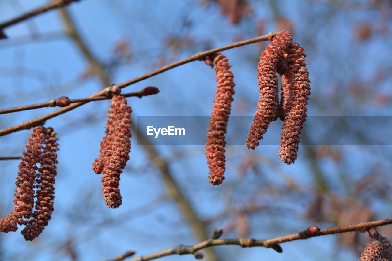 Low angle view of catkins against sky