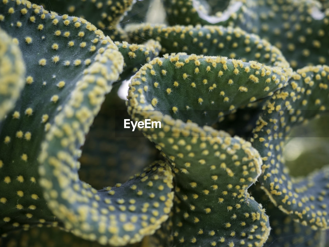 FULL FRAME OF SUCCULENT PLANT