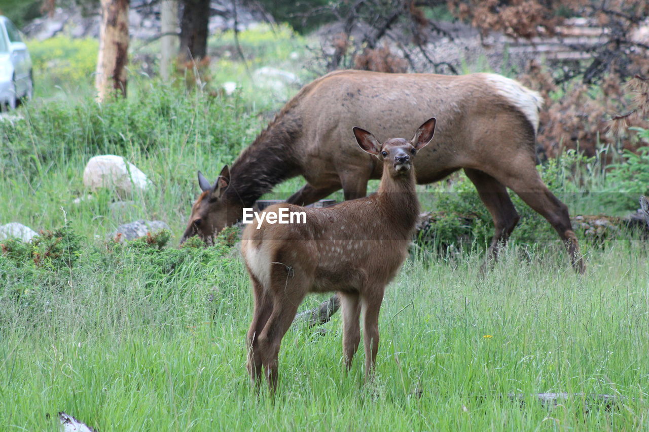 DEER STANDING ON FIELD