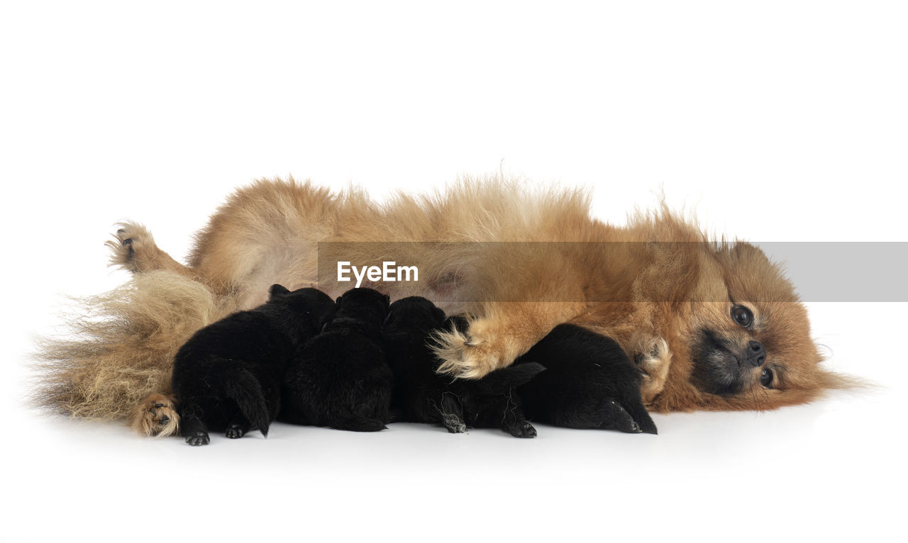 DOG LYING ON WHITE BACKGROUND