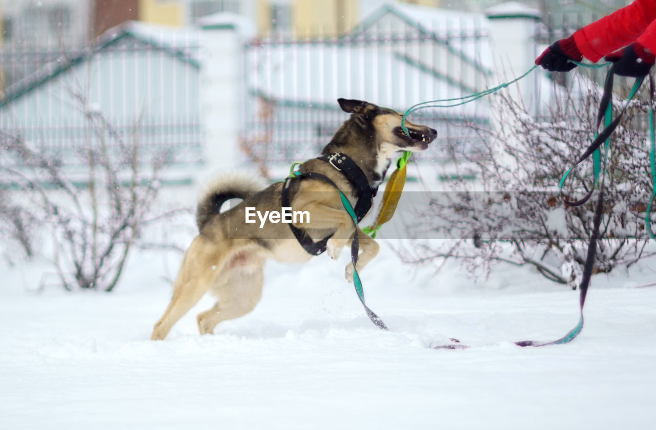 dog running on snow