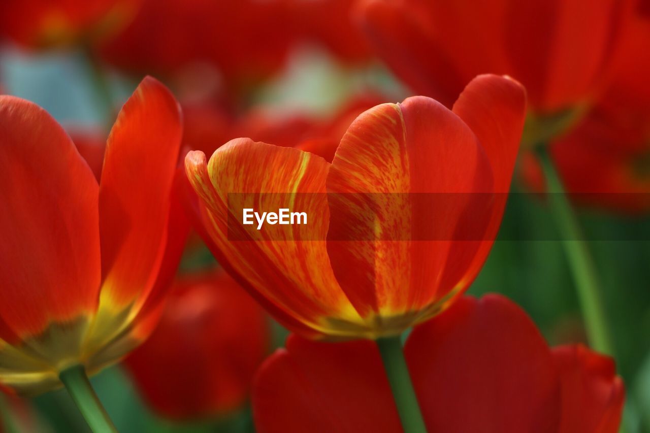 Close-up of orange tulips blooming outdoors