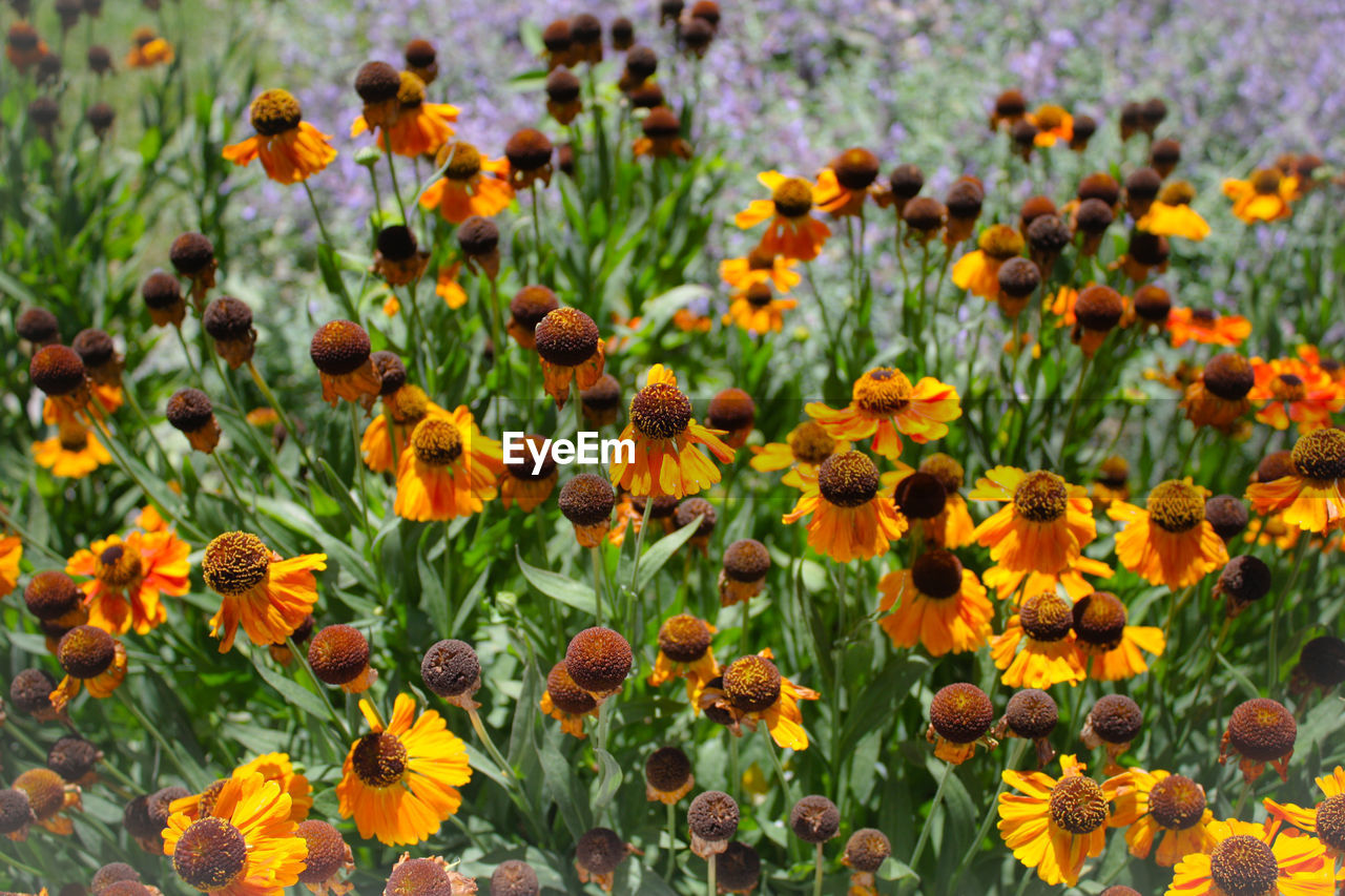 Close-up of yellow flowers blooming in field